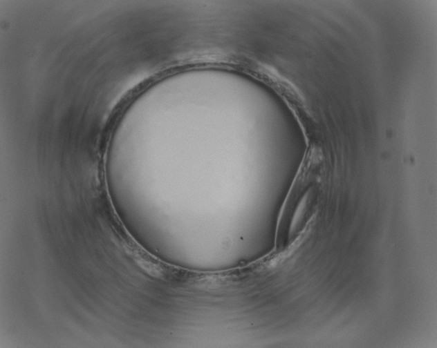 X0000077381166200611031929