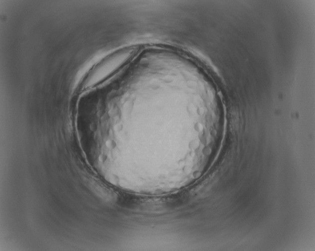 X0000077381167200611031929