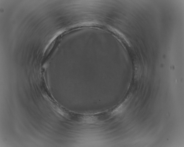 X0000077381170200611031929