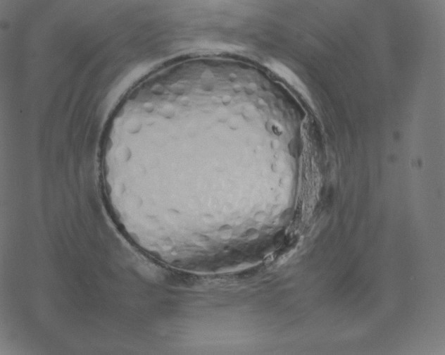 X0000077381183200611031929