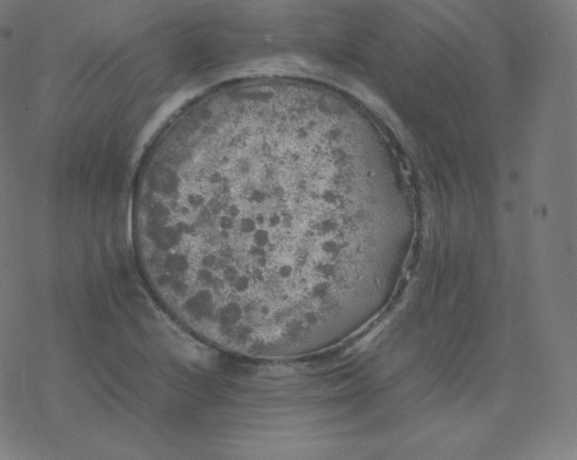 X0000077381224200611031928