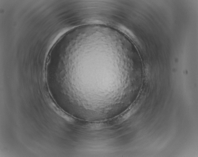 X0000077381236200611031928