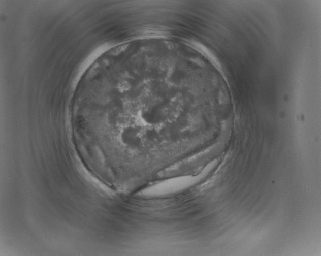 X0000077381243200611031928