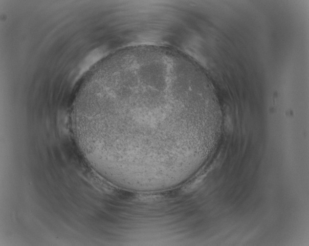 X0000077381258200611031927