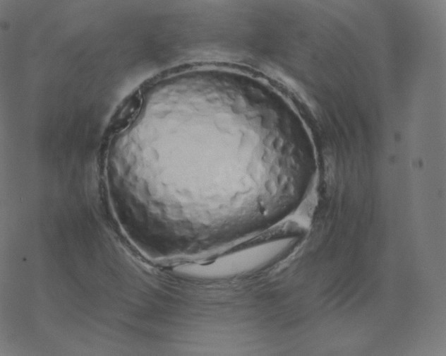 X0000077381264200611031927