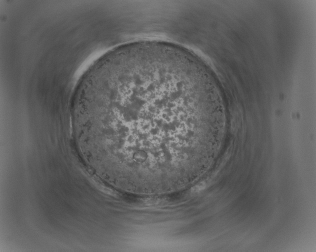 X0000077381271200611031927