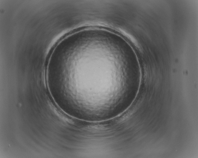 X0000077381272200611031927