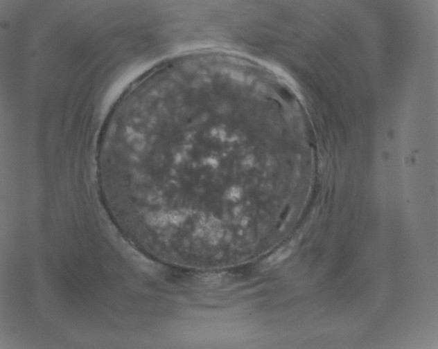 X0000077381279200611031927