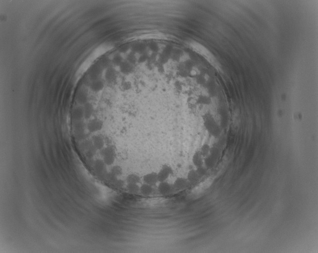 X0000077381282200611031927