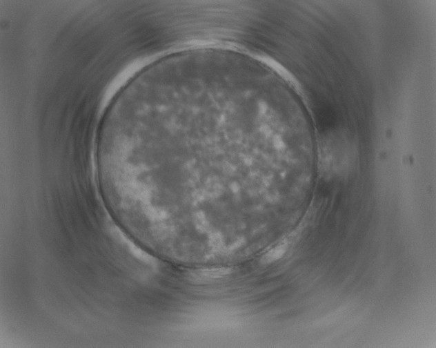 X0000077381294200611031927