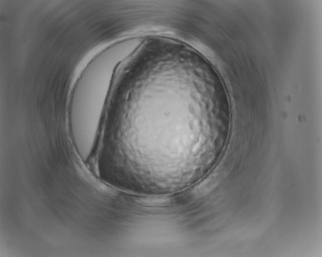 X0000077381296200611031927