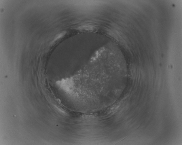 X0000077381297200611031926