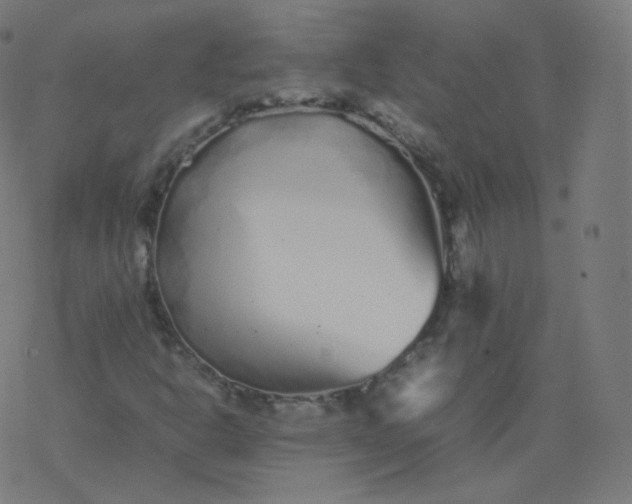 X0000077381302200611031926