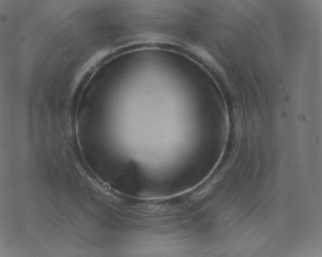 X0000077381318200611031926