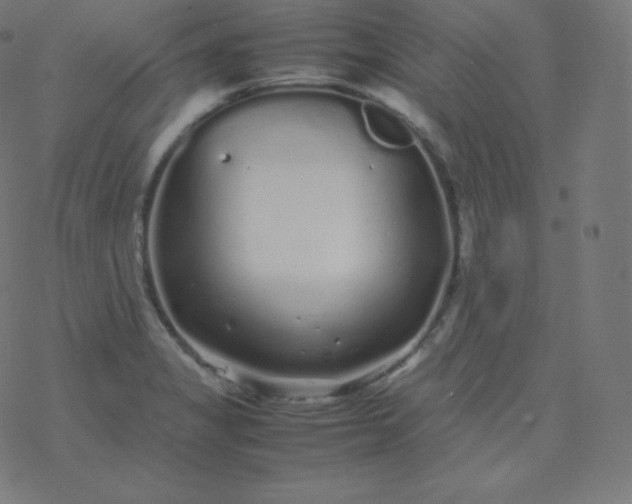 X0000077381325200611031926