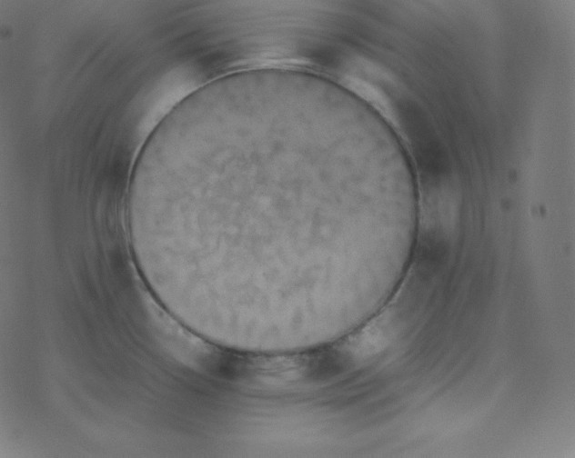 X0000077381338200611031927