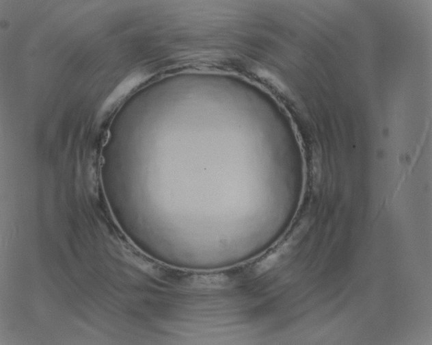 X0000077381354200611031926