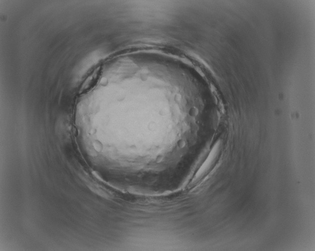 X0000077381355200611031926