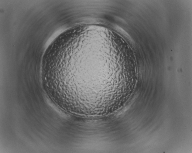 X0000077381378200611031925