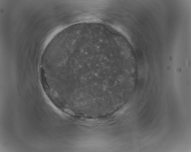 X0000077381383200611031925