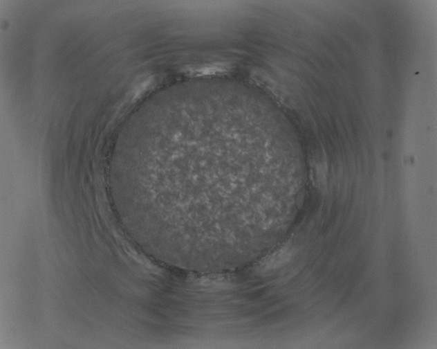 X0000077381393200611031924