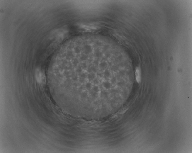 X0000077381395200611031925