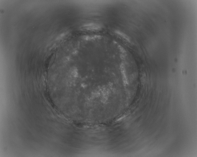 X0000077381397200611031925