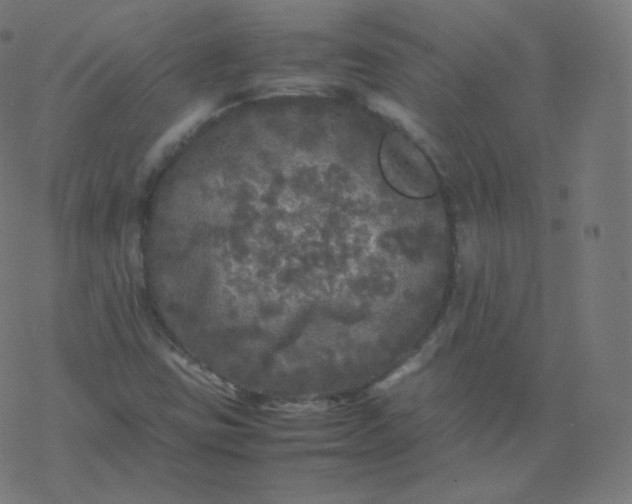 X0000077381403200611031925