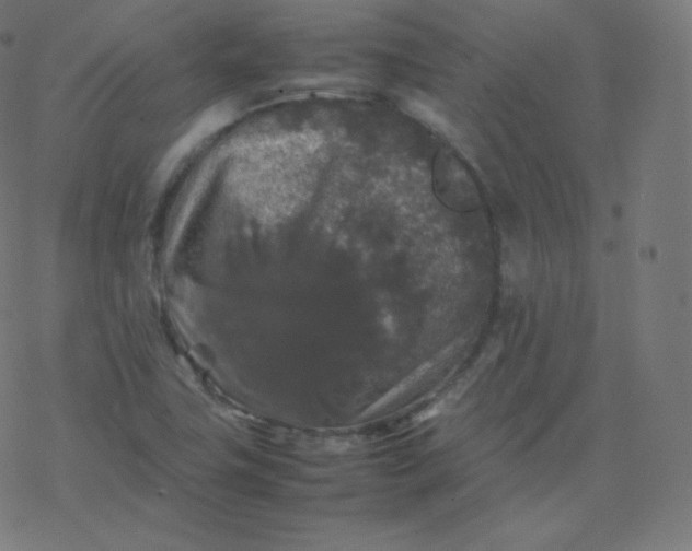 X0000077381411200611031925