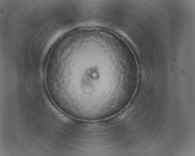 X0000077381416200611031925