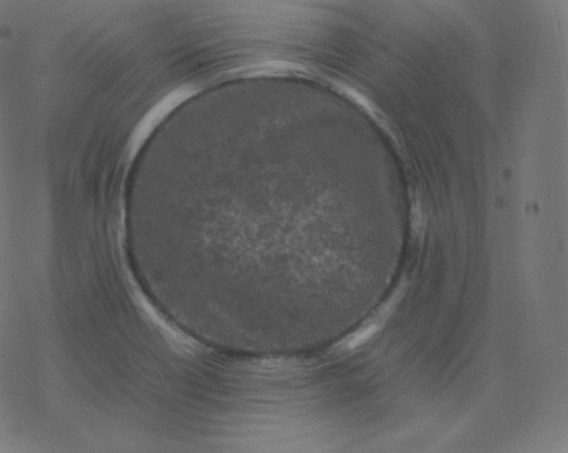 X0000077381418200611031925