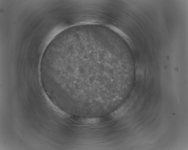 X0000077381423200611031925