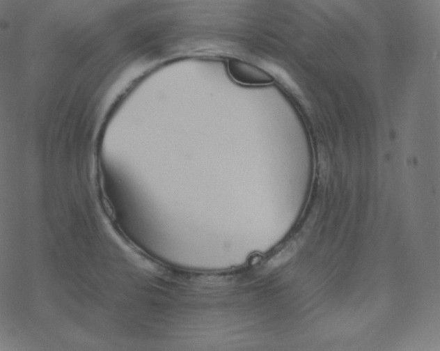 X0000077381424200611031925