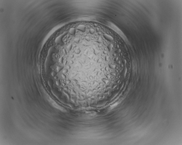 X0000077381436200611031925