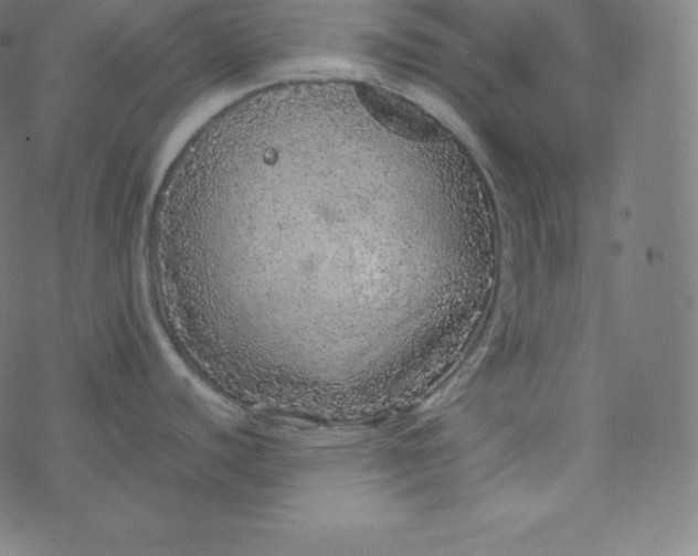 X0000077381440200611031925