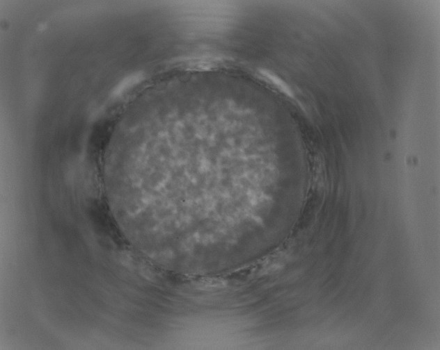 X0000077381446200611031924