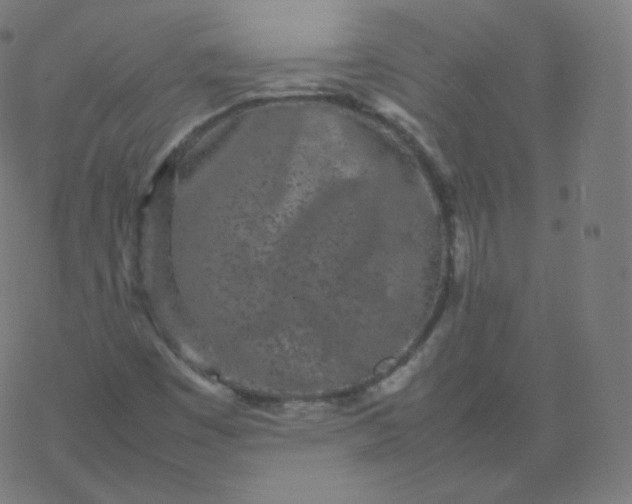 X0000077381449200611031924