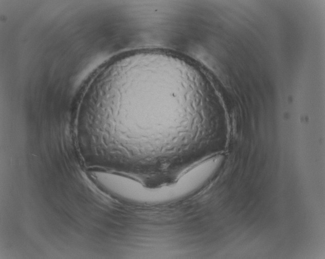 X0000077381452200611031924