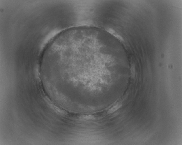 X0000077381454200611031924