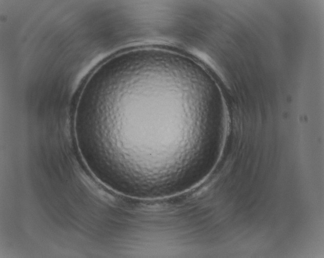 X0000077381460200611031924