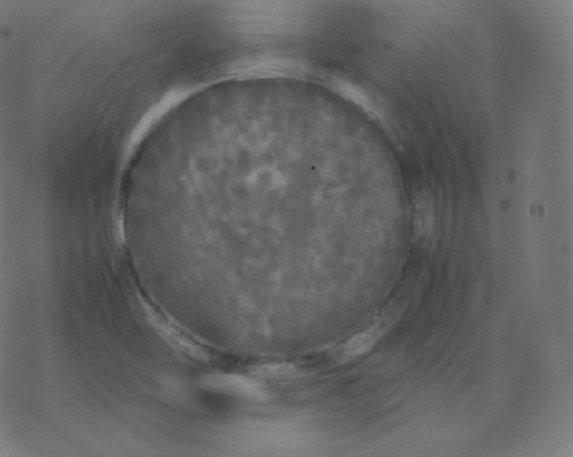 X0000077381462200611031924