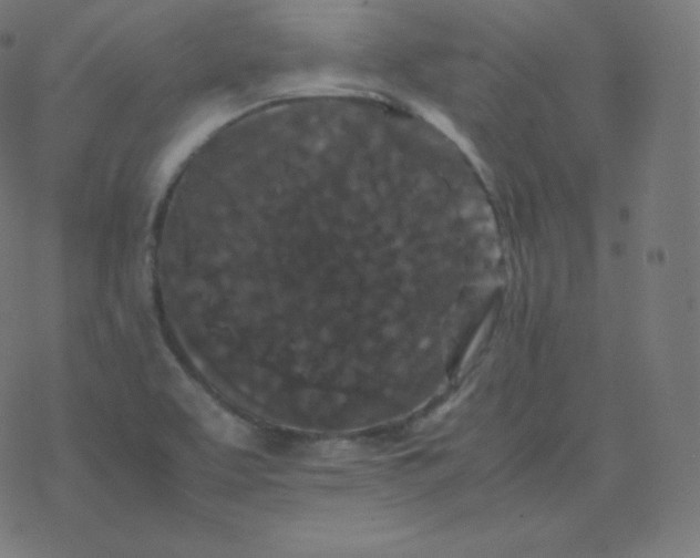 X0000077381463200611031924