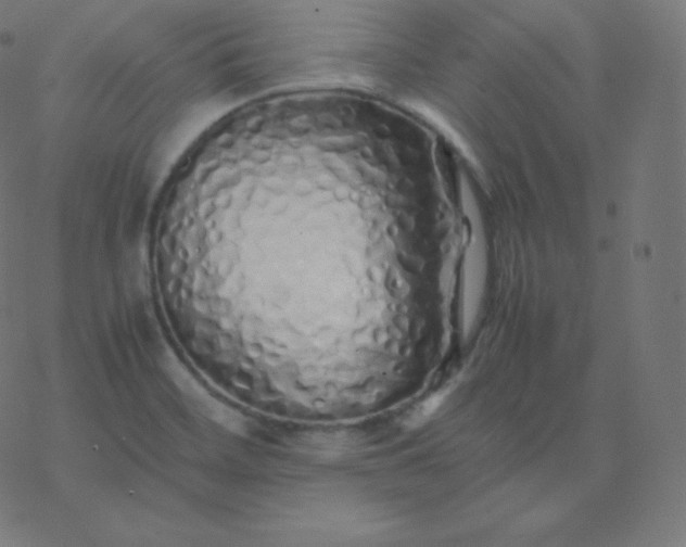 X0000077381468200611031924