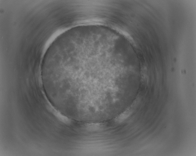 X0000077381470200611031924