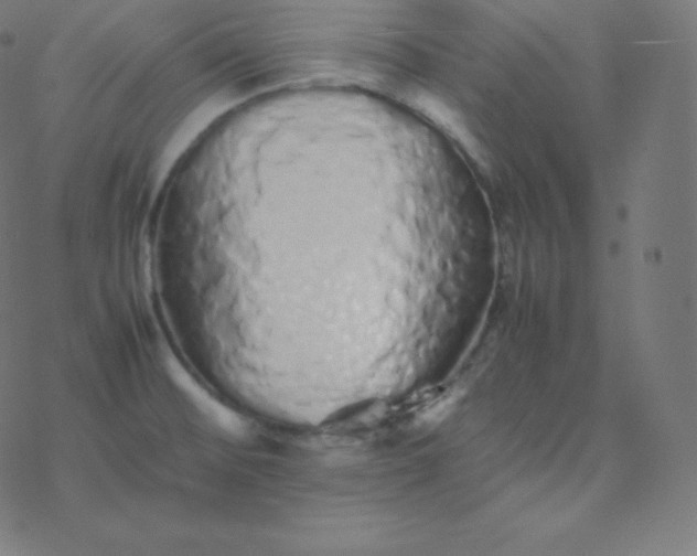 X0000077381476200611031924