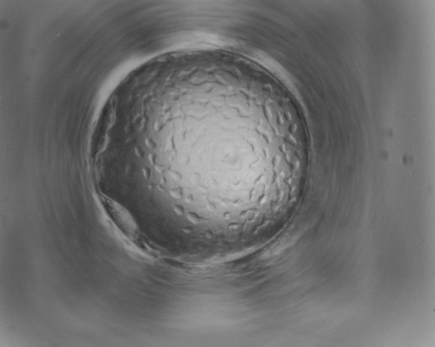 X0000077381488200611031924