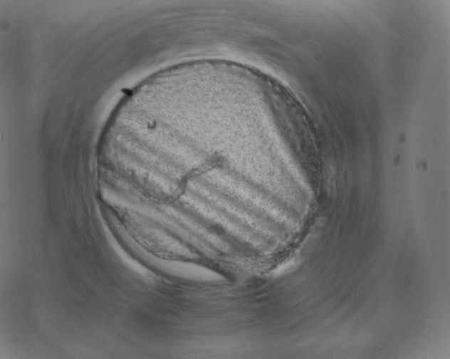 X0000077381519200611031923