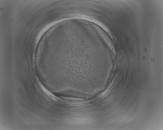 X0000077381535200611031924