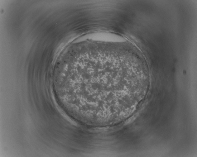 X0000077380049200611101739