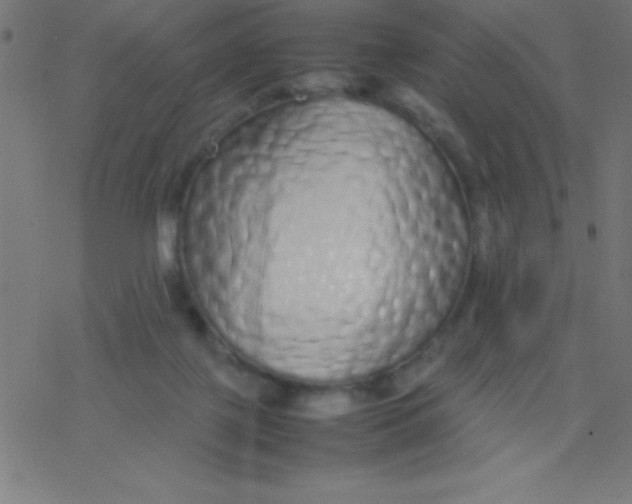 X0000077380075200611101740